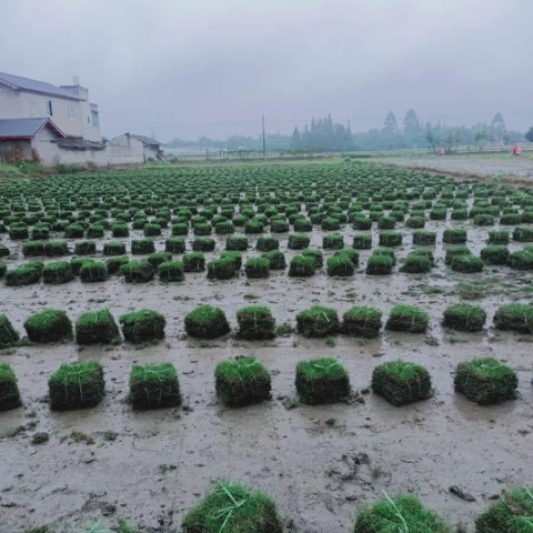 大量精品草坪出售中！有需要的老板随时欢迎砸单