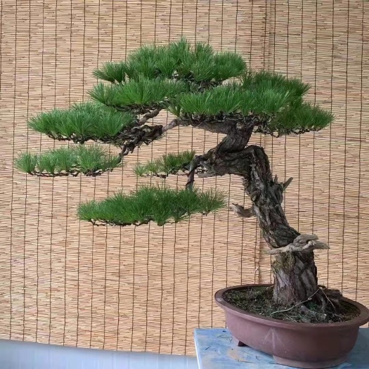 沭阳县 黑松盆景
