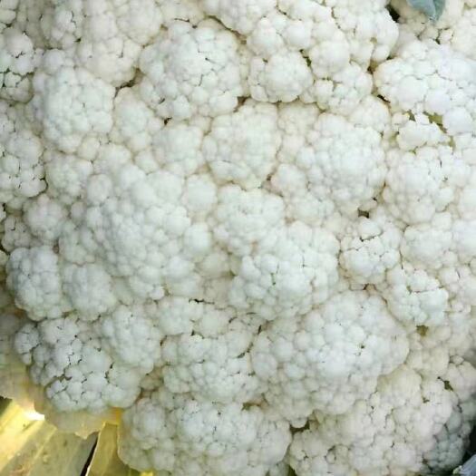 固安县白花菜花 有机白面