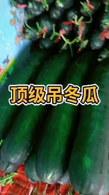 黑皮冬瓜  黑皮吊冬瓜陆地冬瓜个大条直皮亮并有专业团队为护航