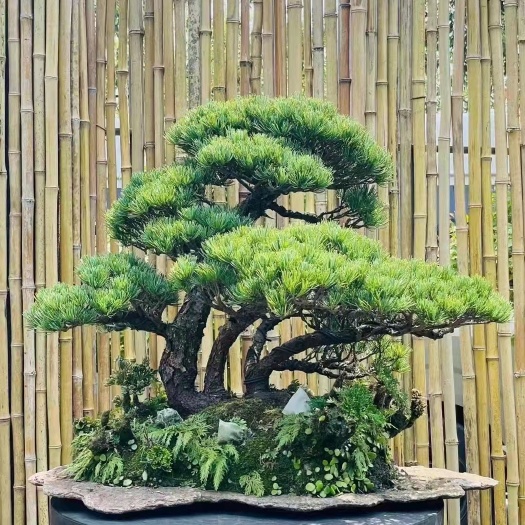 沭阳县罗汉松盆景 大坂松
