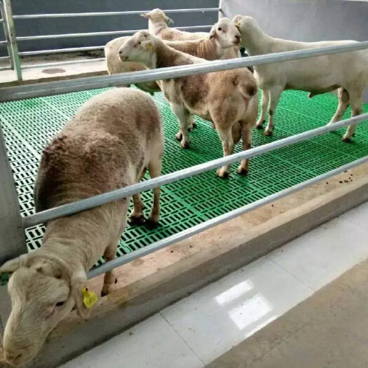 可拼接新疆羊粪板新型塑料羊漏粪板羊圈铺板使用