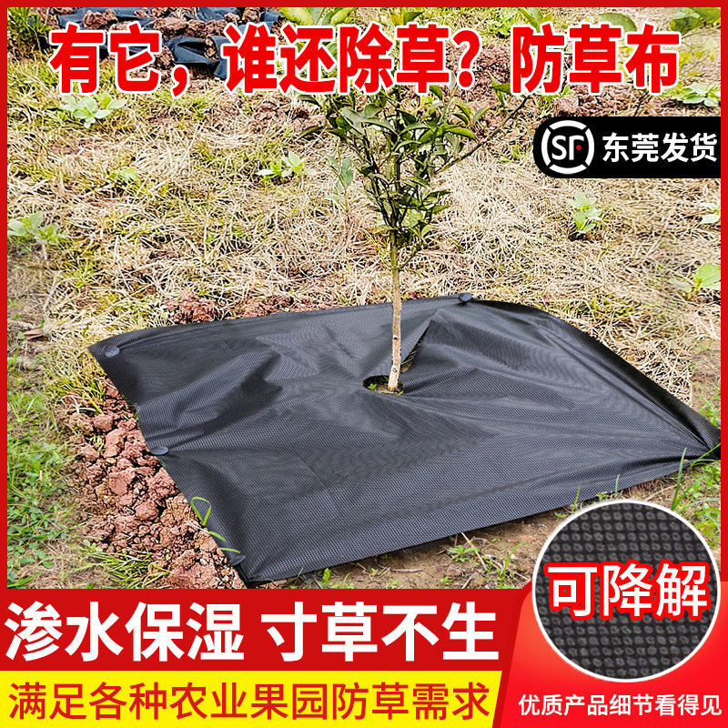 沭阳县防草布 除草布  切片除草 果园专用抗老化PE打孔除草布覆草膜厂家直