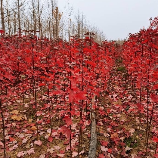 邳州市专业供应美国红枫，苗圃直销，秋天的颜色
