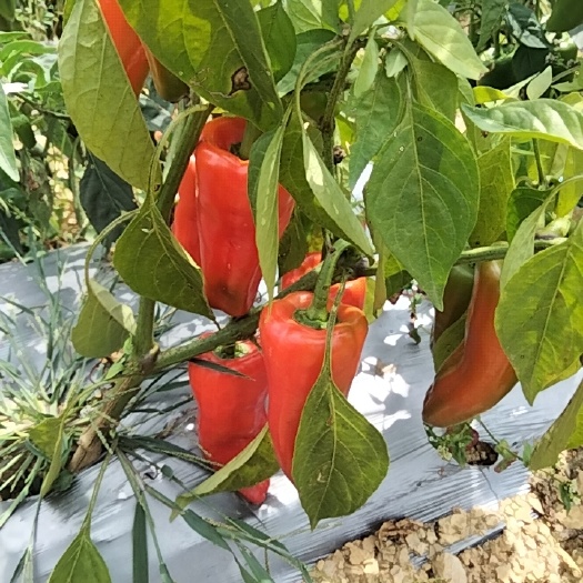 长阳县 红泡椒