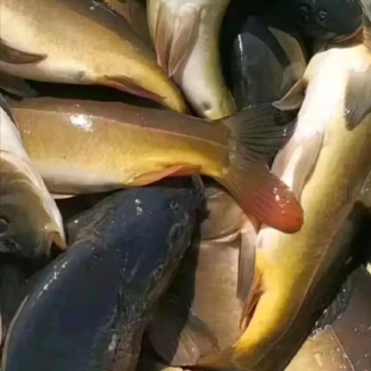 鲤鱼