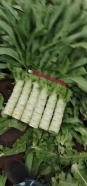 香河县青尖叶莴笋 河北省廊坊市香河莴笋大量上市了