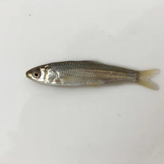 南宁赤眼鱼苗