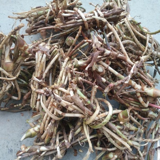 春砂仁根
