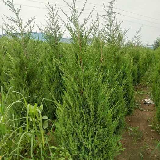 安阳塔柏 优质蜀桧，冠幅饱满，