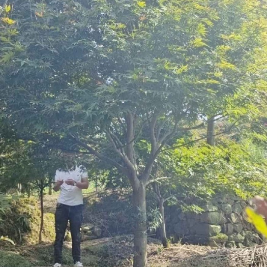 新昌县中国红枫  常年，出售精品红枫，工程苗，，有需要的联系