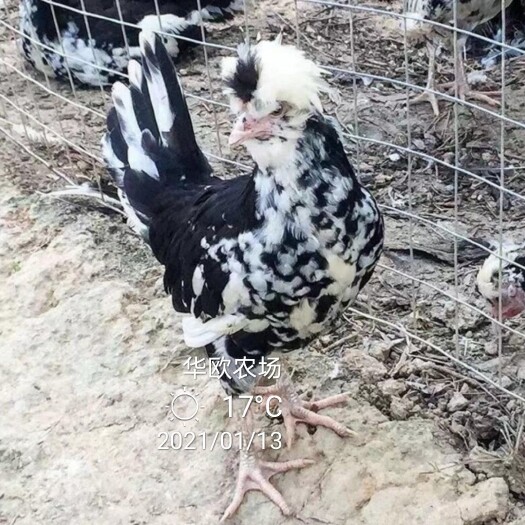 祁阳市贵妃种蛋  纯散养贵妃鸡种蛋 受精蛋 观赏鸡可孵化小鸡的种蛋受精蛋农场直