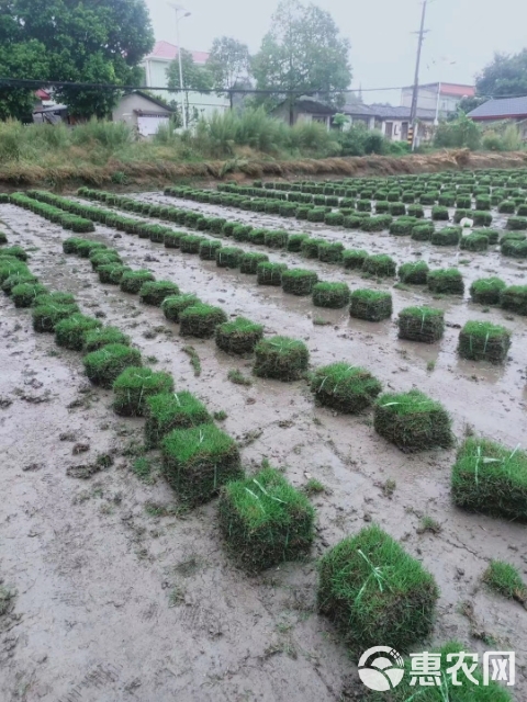 大量精品草坪出售中！有需要的老板随时欢迎砸单