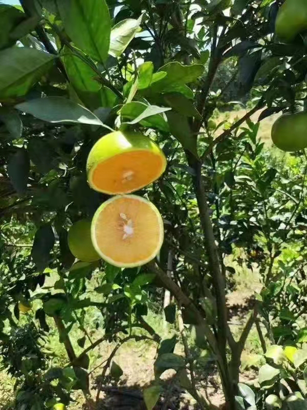 保亭黎族苗族自治县海南农家本地绿橙。一件代发包邮