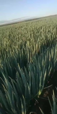 哈尔滨 铁杆大葱