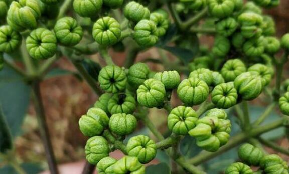利川市吴茱萸苗 中花 吴茱萸树苗 基地直销 现挖现发