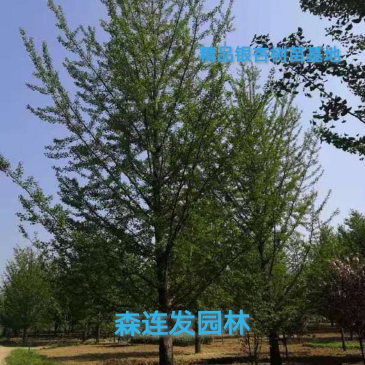 郯城县银杏树 白果树-苗圃精品银杏树 银杏树价格 古银杏树