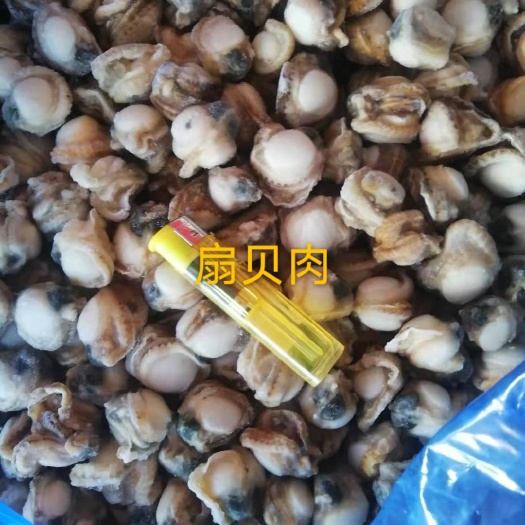 廉江市 扇贝肉