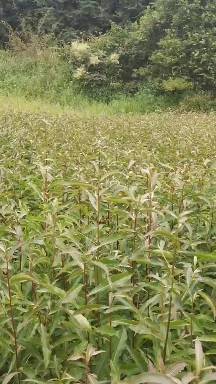 奉新县杜英苗，山杜英一年小苗价格，产地供应