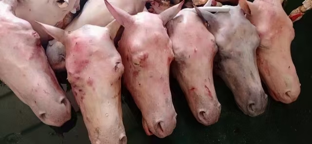 宁津县鲜马肉   新鲜现杀生驴头整只驴头全驴宴驴头肉驴头带眼睛和脸肉驴舌