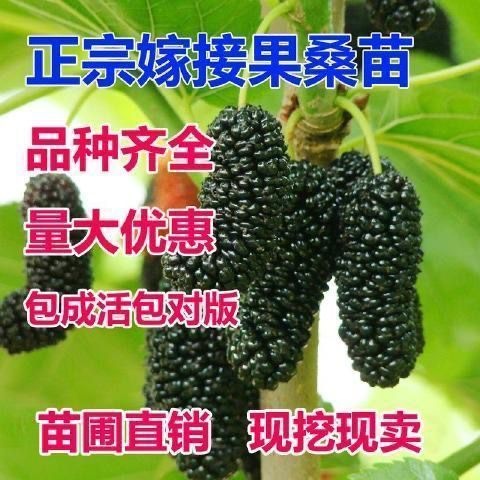 平邑县长果桑苗  桑树苗桑葚树苗嫁接苗桑果树苗无籽十大桑果苗长果桑树苗盆栽地栽