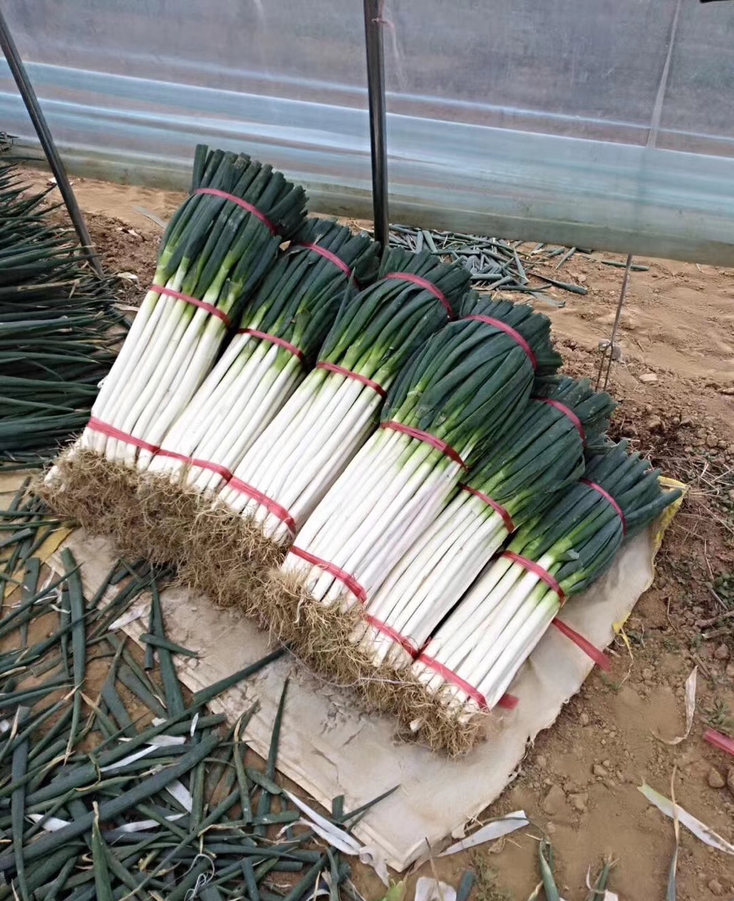 腐殖酸  腐植酸钾，腐植酸60，钾10个，水溶性95