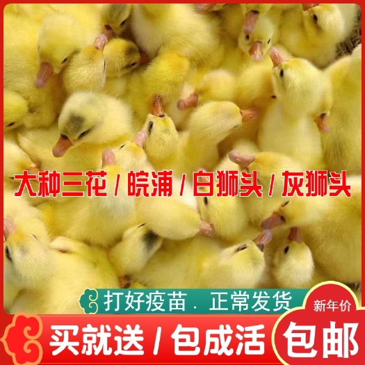 沭阳县三花鹅苗  批发 杂交大种鹅苗 浙东白鹅 皖杂白鹅苗