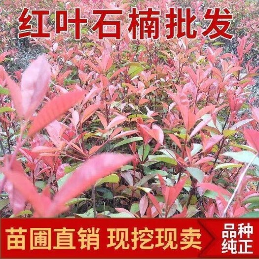 新县红叶石楠苗红焰红红继木红罗宾插扦苗四季常青工程庭院绿化苗木