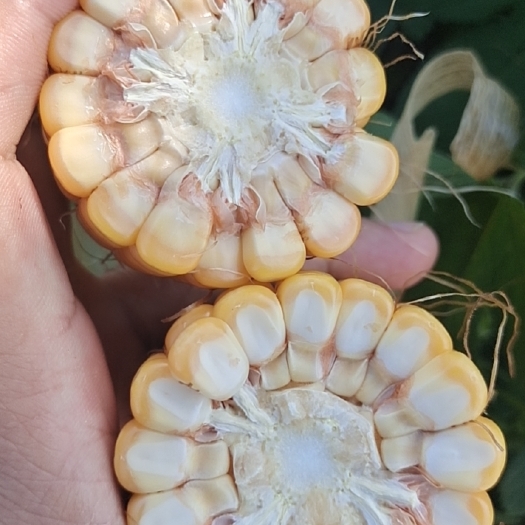 宝鸡全株玉米青贮
