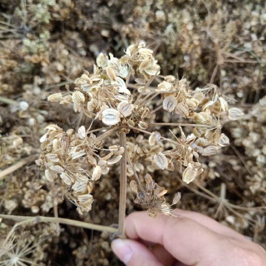 亳州白芷种子 新货二年种子 免费提供技术 包回收