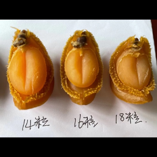 吉品鲍，皇金鲍鱼干，色泽均匀、干度十足是您的好产品，