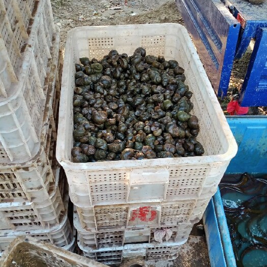 监利市石螺  淡水螺