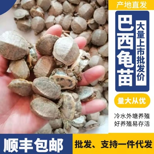 南丰县 巴西龟苗，外塘冷水养殖，原产地直销批发，量大从优。