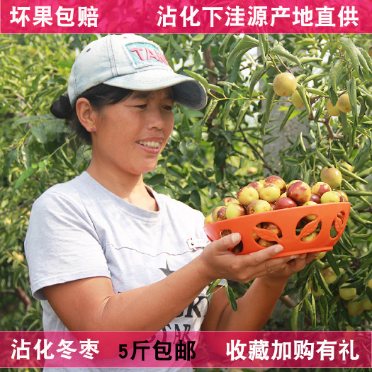 滨州沾化冬枣批发源产基地直供一件代发微商电商平台供货