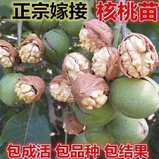 平邑县薄皮核桃苗 核桃树苗地栽庭院薄皮8518美国核桃纸皮当年结果南北方种植果