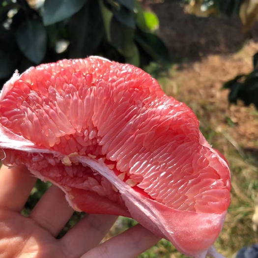  红/白蜜柚新鲜柚子个大皮薄水份足口感好产地直供货源足
