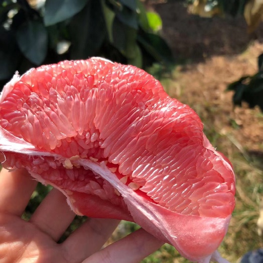 秭归县 红/白蜜柚新鲜柚子个大皮薄水份足口感好产地直供货源足