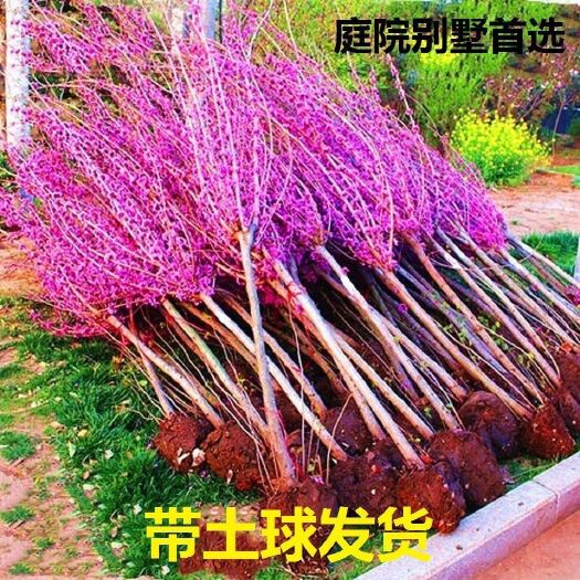 沭阳县丛生紫荆  紫荆花树苗花苗紫荆树苗紫金花树苗名贵庭院绿化植物