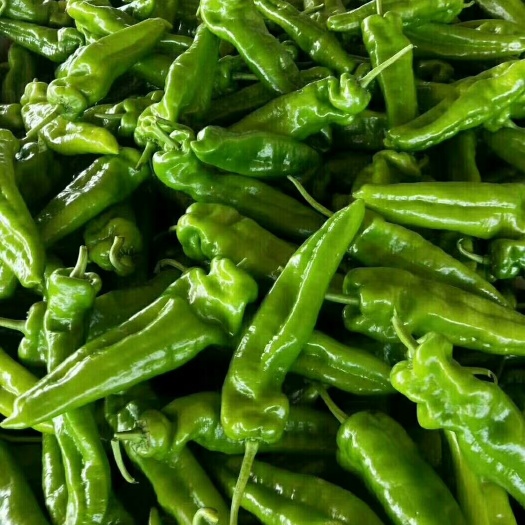 夏邑县 辣椒