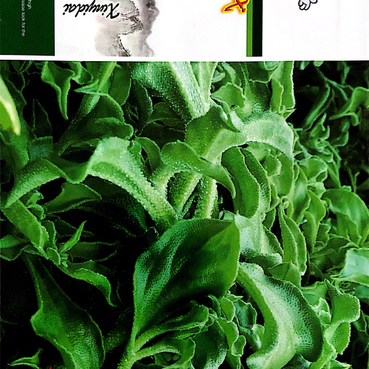 家庭种植瓜果蔬菜种子 冰菜种子