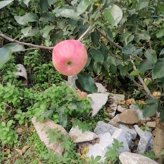 庄河市 寒富苹果