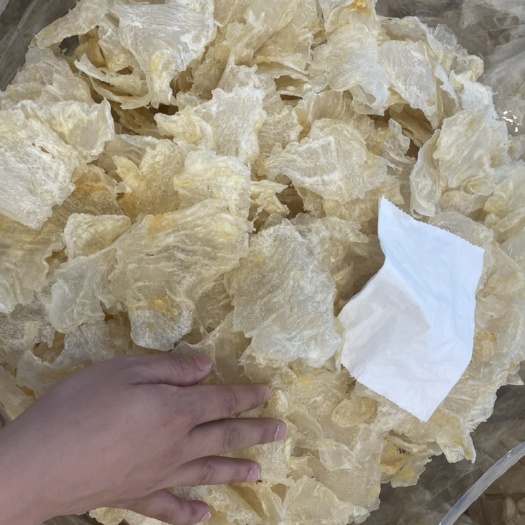 广州鱼胶 肚胶薄片，价格实惠