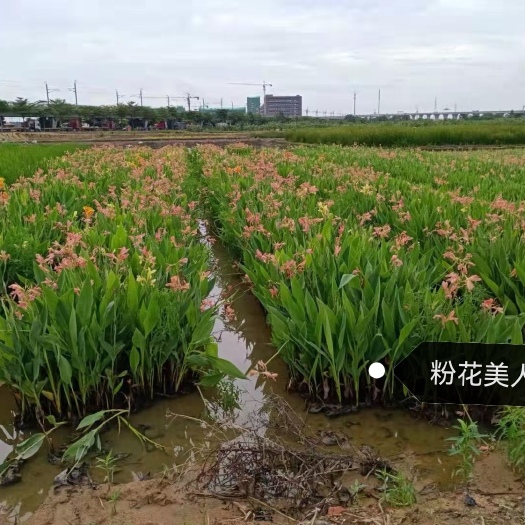 广州粉美人蕉  水生美人蕉
