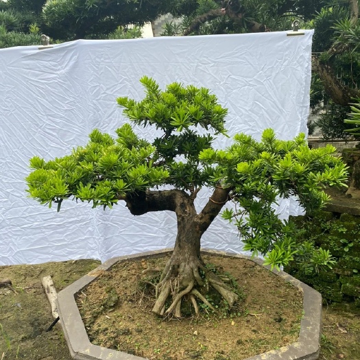 金鉆造型羅漢松，脫盆
