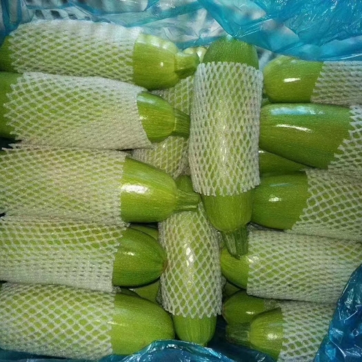 灌云县绿皮西葫芦  西葫芦西葫芦 小占瓜 小瓜 产地直销 灌云蔬菜