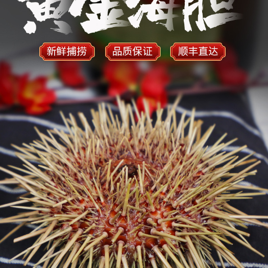 秋刀鱼 海胆海鲜食材料马胆刺身新鲜生鲜海鲜水产活鲜