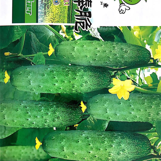 沭阳县家庭种植瓜果蔬菜种子 棒棒脆黄瓜种子