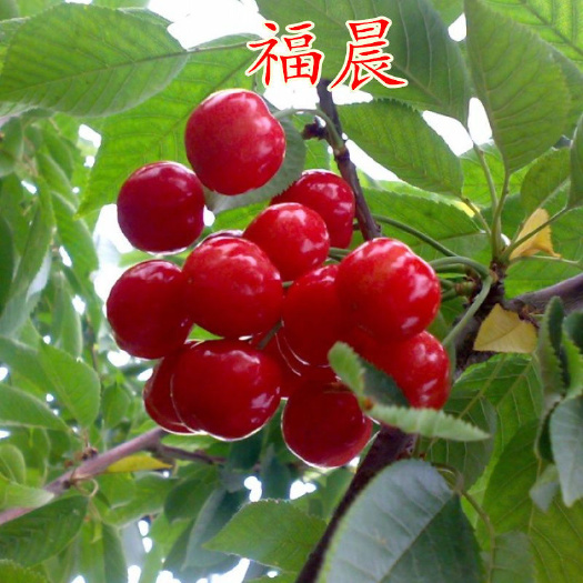 平邑县福晨樱桃苗 嫁接樱桃苗福晨红妃朱砂樱桃苗当年挂果苗南北适宜量大从优