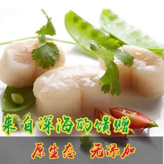 连云港栉孔扇贝 带子海鲜贝柱海鲜带子瑶柱鲜贝瑶柱刺身新鲜扇贝柱冷冻超瑶大贝柱