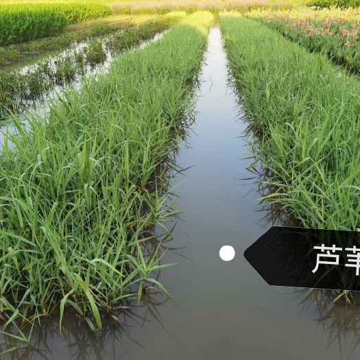 广州芦苇 苗木